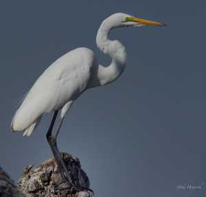 Great White Egret perched on a dead log alongside the Chobe River