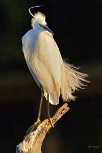 Little Egret all dressed up in breeding feathers