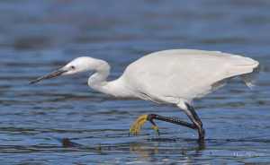 The Little Egret's characteristic yellow feet