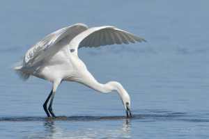 Great White Egret spear fishing
