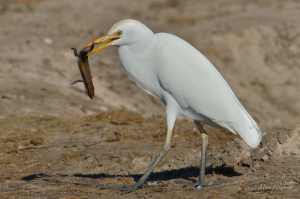 Cattle Egret with an afternoon snack