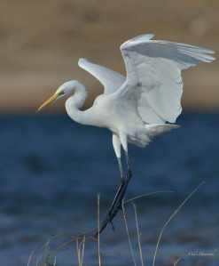 Characteristic 'S' shape to the Great White Egret's neck