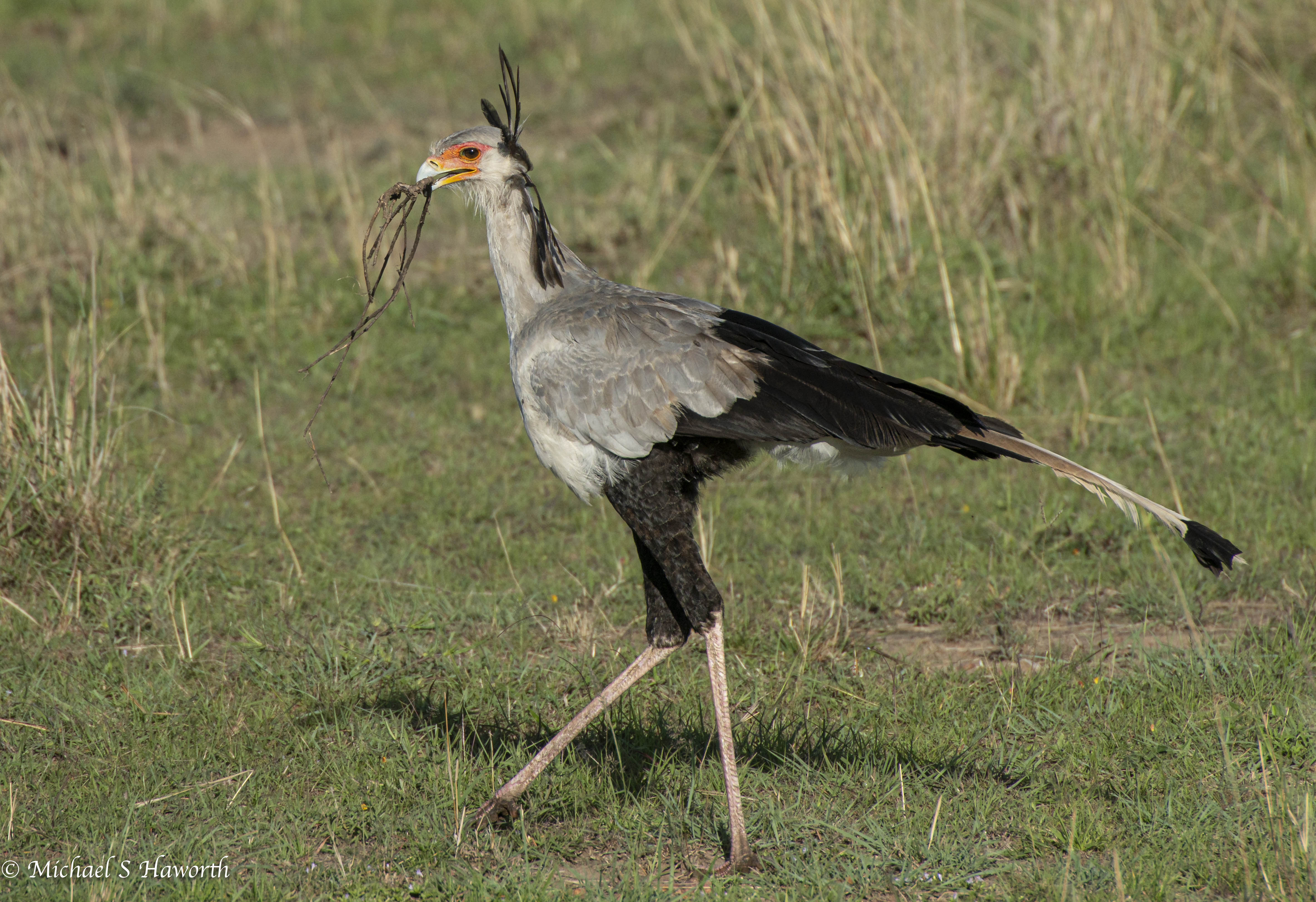 Mars Native Raptors Masai Mara – scavenging raptors | Howie's Wildlife Images