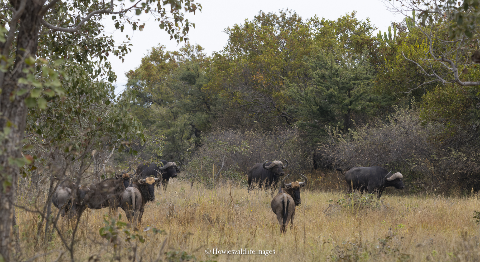 Bushwa- a rewilded gem in the Waterberg | Howie's Wildlife Images
