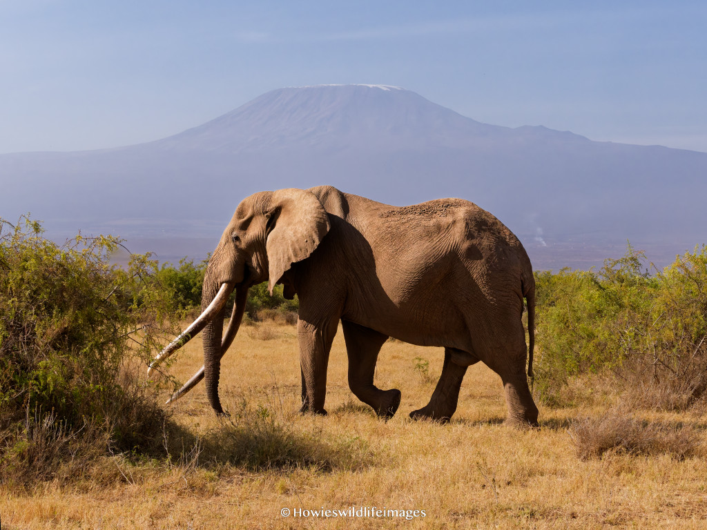 Amboseli-Elephant Garden and Craig | Howie's Wildlife Images